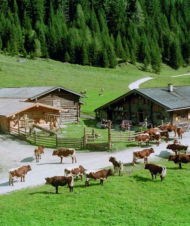 Die wunderschöne Palfneralm