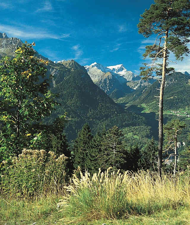Waldreich öffnet sich das Brandnertal, im Hintergrund der Panüelerkopf.