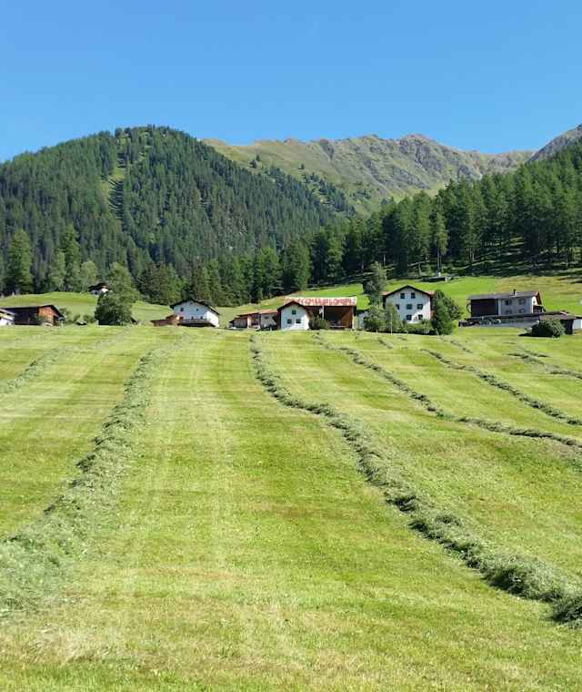 Jenisberg mit Silage