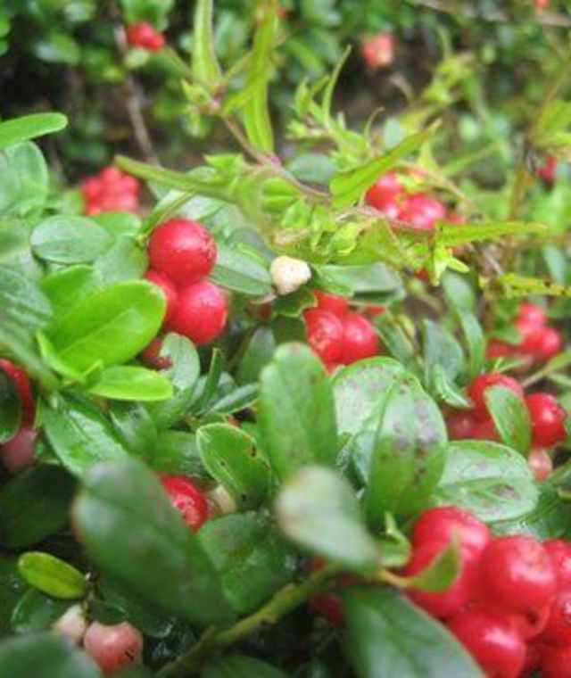 Preiselbeeren – kulinarische Genüsse in den Bergen