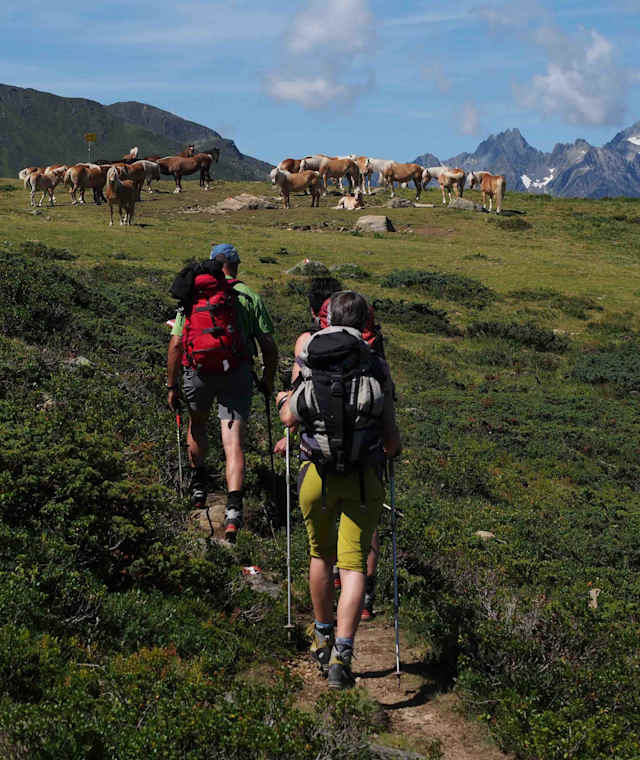 Auf der Stial-Alm verbringen die Haflinger ihren Almsommer.