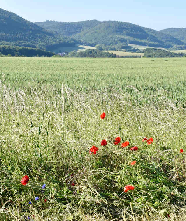 Wald- und Wiesenlandschaft auf dem Pfälzer Höhenweg
