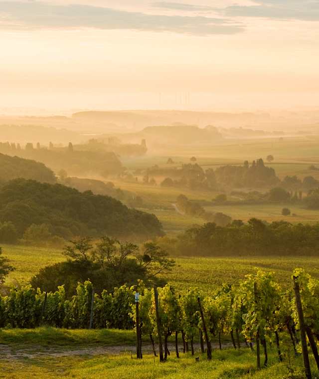 Morgennebel bei Gleiszellen-Gleishorbach