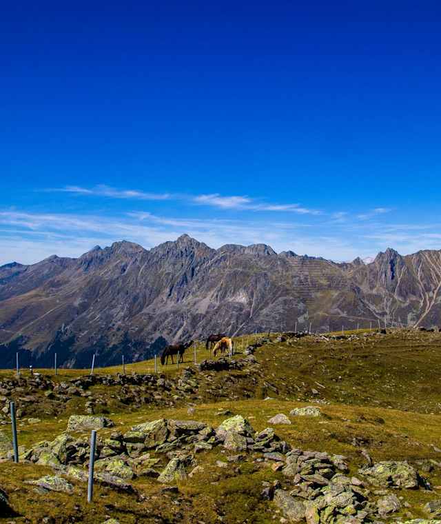 Anstieg zum Windegg - Pferde auf der Alm