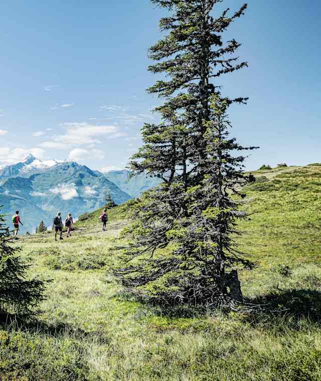 Am „Pinzgauer Spaziergang“ mit herrlicher Aussicht in den Nationalpark Hohe Tauern
