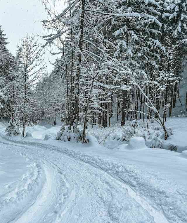 Winterlicher Wald im Aufstieg zum Brauneck