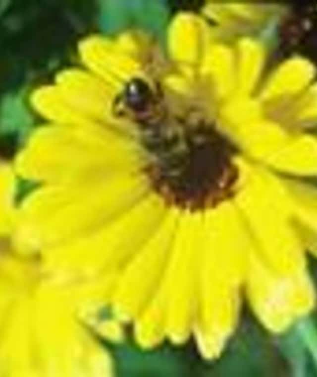 Gelbe Blume - so schön
