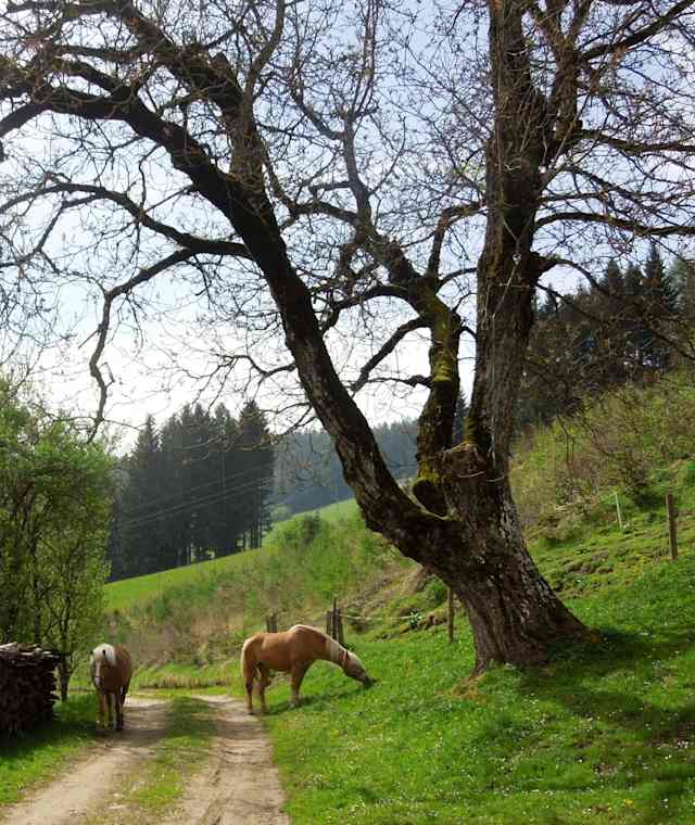 Wanderweg Q6