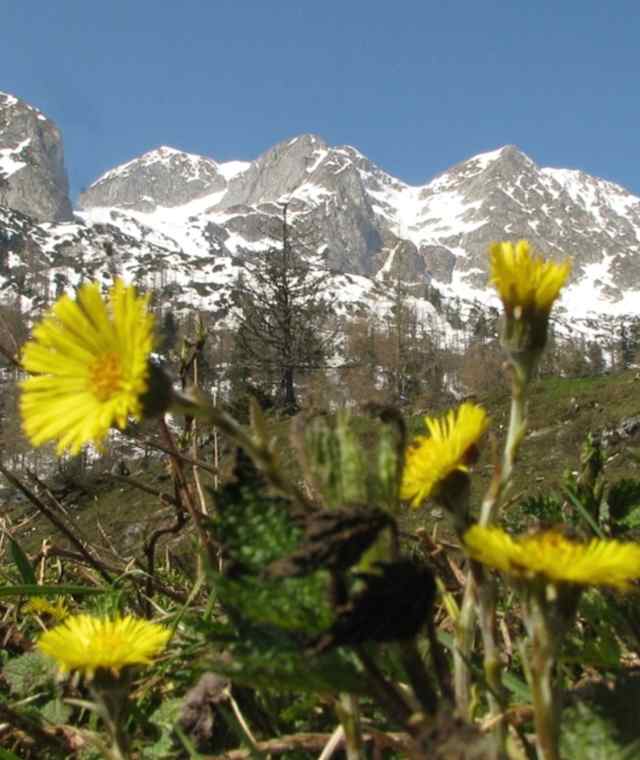 Quehenbergalm