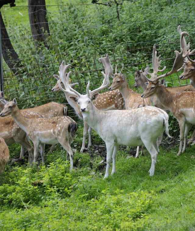 Wildgehege Untertauern