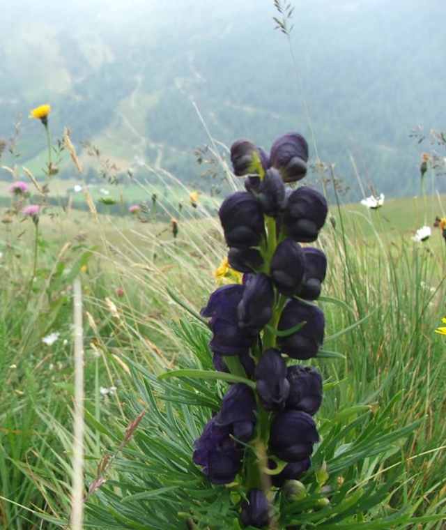 Rundwanderung im Tal der 1.000 Orchideen