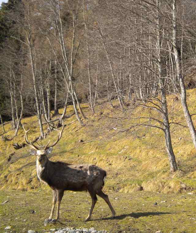 Wildpark Schlögelberger