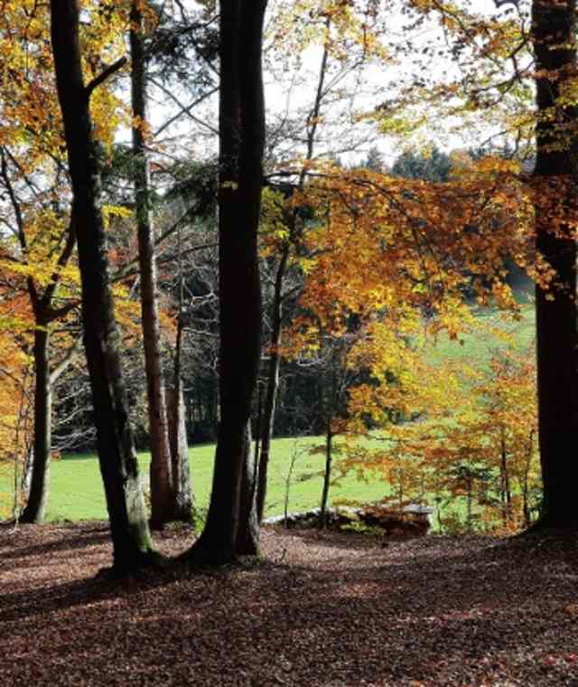Wanderweg Dachs