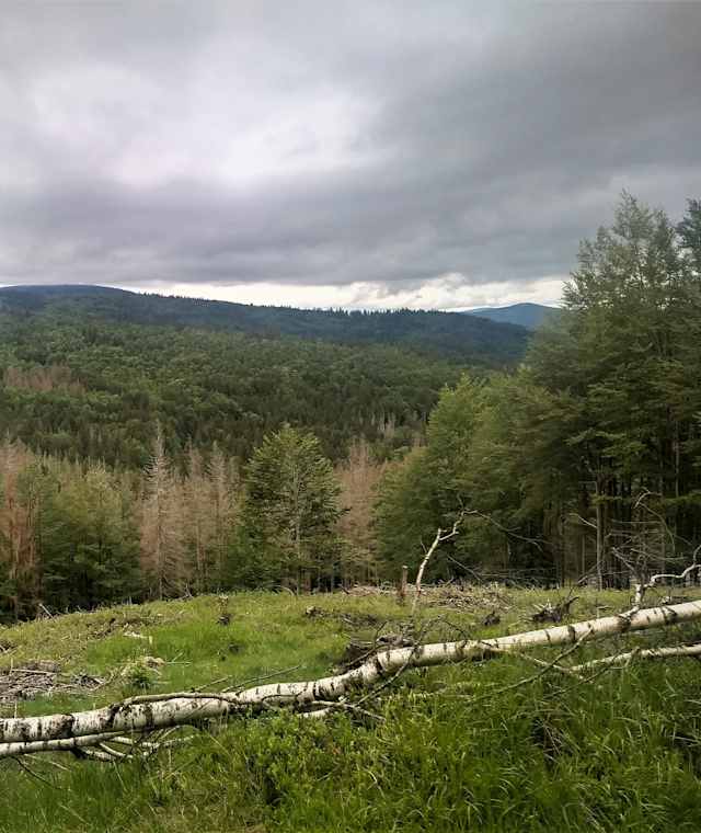 Wanderweg Kreuzspinne