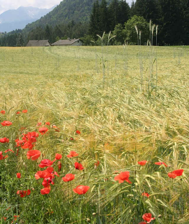 Auf der Wanderung Saligensitze im Turiawald