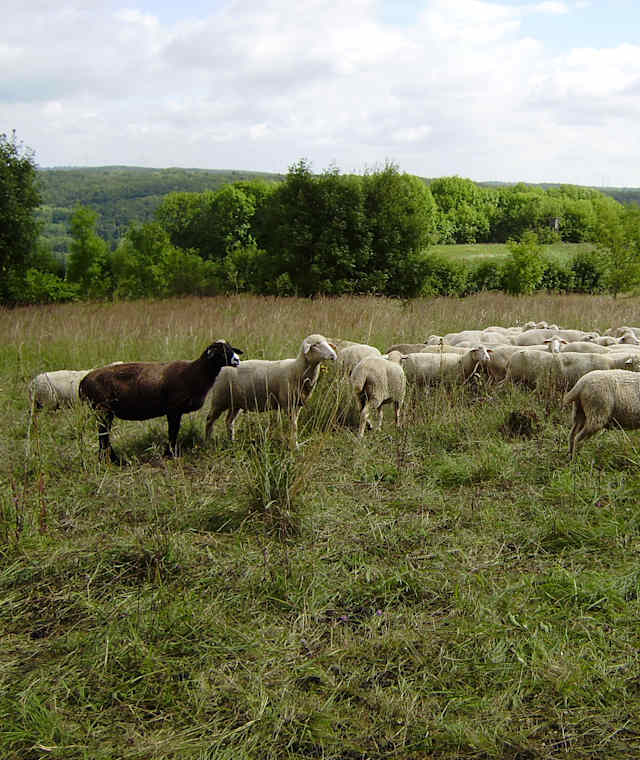 Schafherde am Kolonnenweg am P5