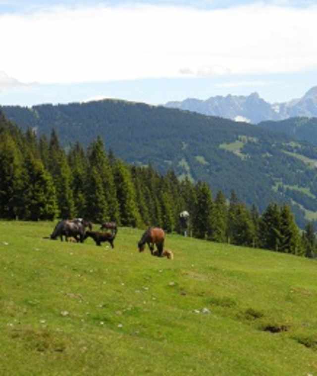 Schattberg Höhenweg