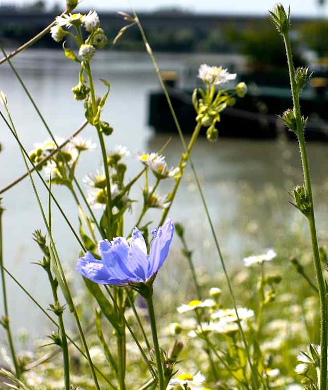 Schiffsanlegestelle Aschach