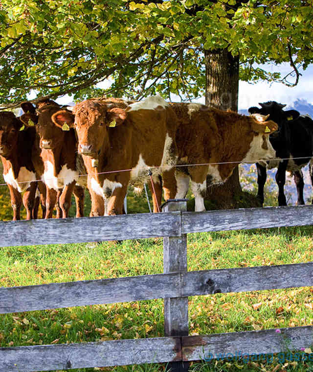 IMG_4922-c_Westerbuchberg_Herbst_Okt2013_Kälber