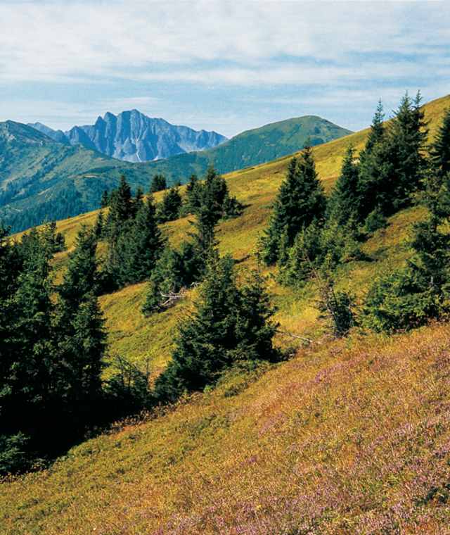 Am Großen Schober: Blick von der Wiesenmahd zu den Gamskögeln.