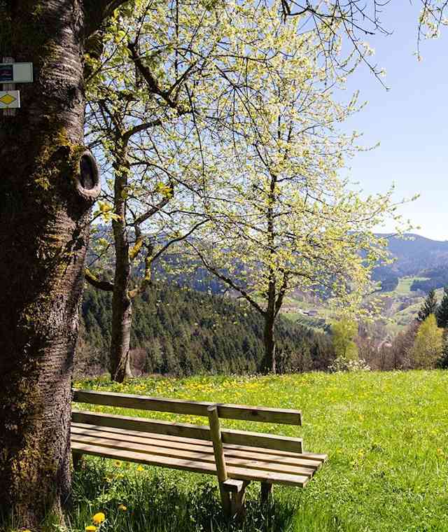 Schwarzwaldsteig