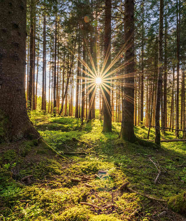 Sonnenuntergang im Wald bei Sistrans