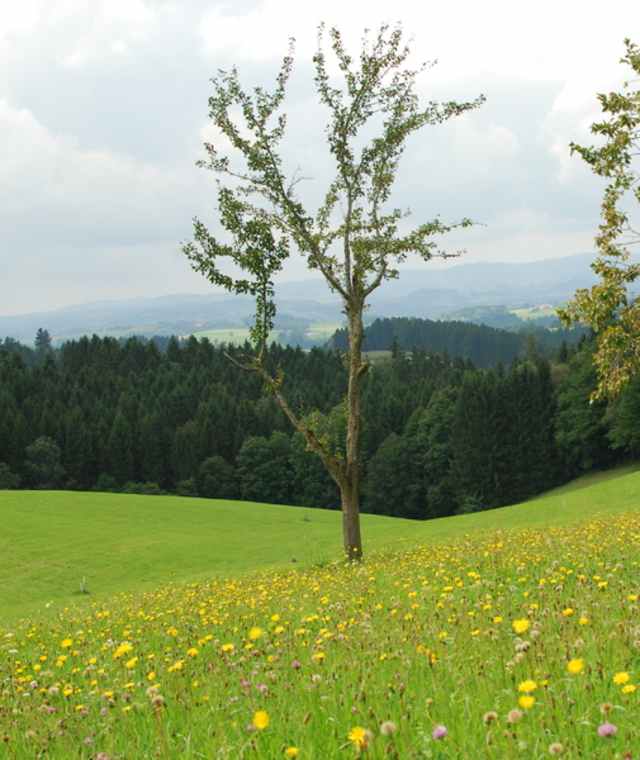 Wiese