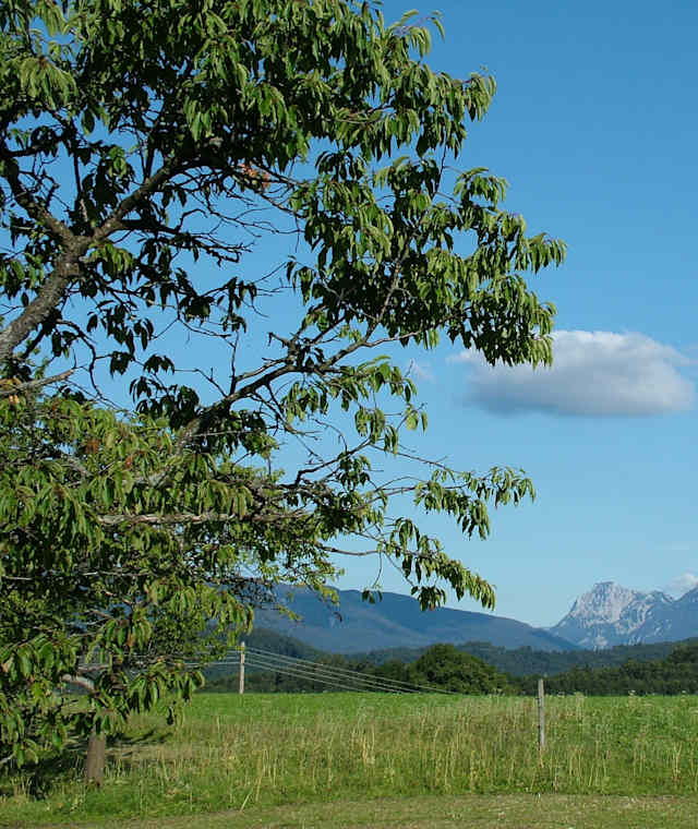 Siegsdorfer Sommerlandschaft 