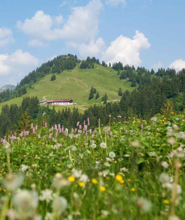 Auf dem Weg zum Falken