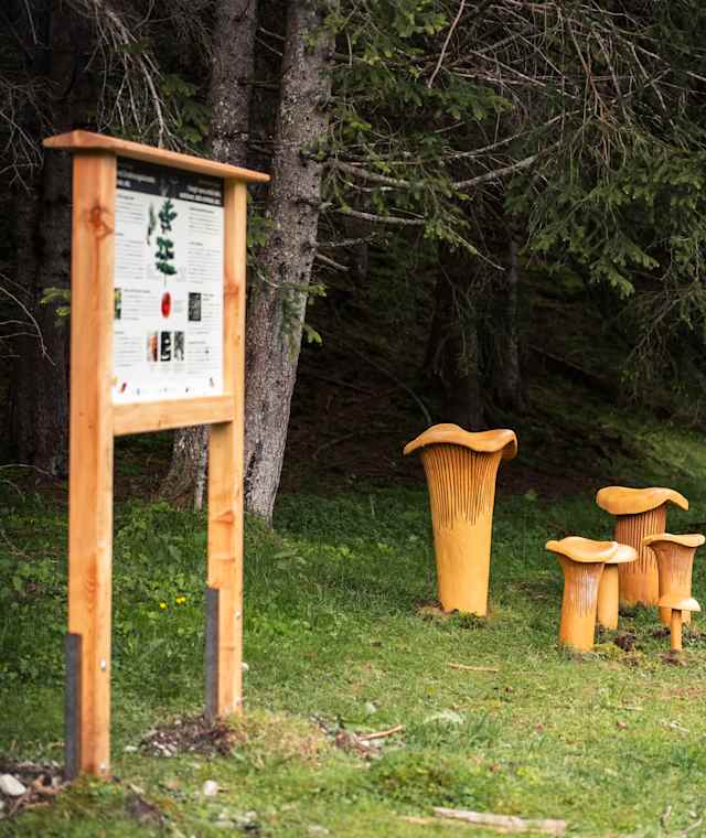 Der Pilzeweg im Pfitschtal