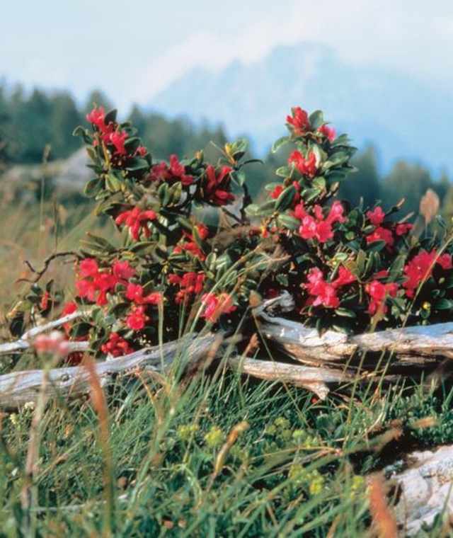 Traumhafte Bergflora