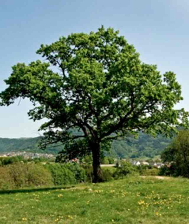 Panoramablick Rastplatz Mühlberg