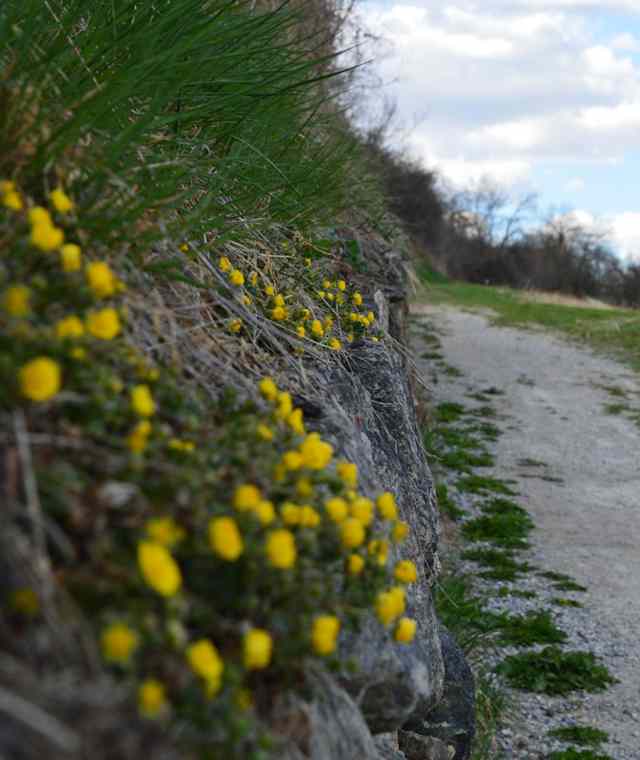 Schöne Flora am Wegrand