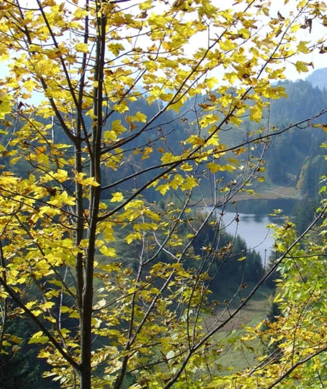 Taubensee