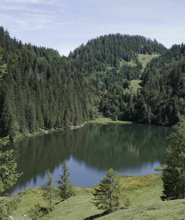 taubensee