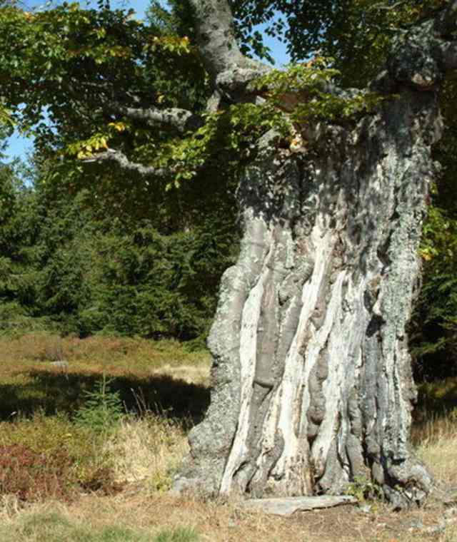 Goldsteig - Nordvariante - Etappe 16: Vom Großen Falkenstein auf den Rachel