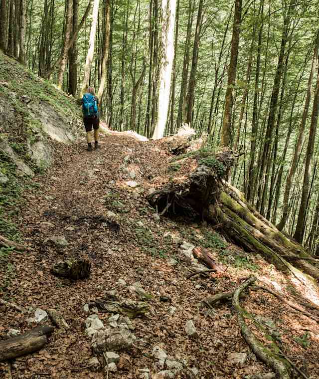Buchensteig im Reichraminger Hintergebirge im Nationalpark Kalkalpen
