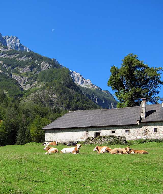 Blumaueralm Sengsengebirge