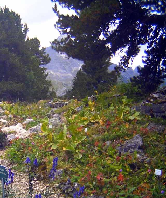 Alpengarten am Schachen 