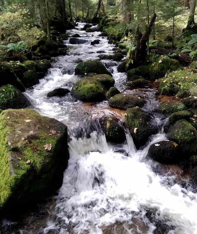 U(h)rwaldpfad bei Schonach