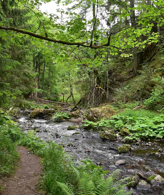 Wilde Natur in Schwarzwälder Schlucht