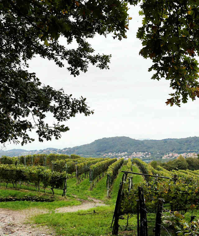 Mitten durch die duftenden Weinberge von Mendrisiotto.