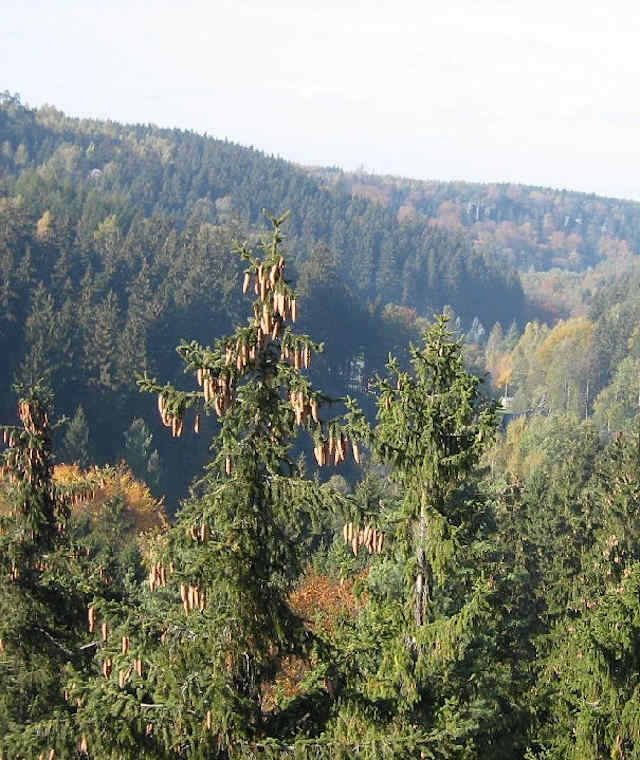 Bielagrund
