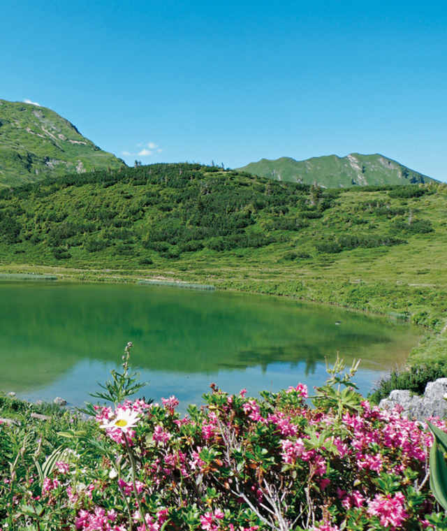 Alpenrosen oberhalb des Schlappoldsees.