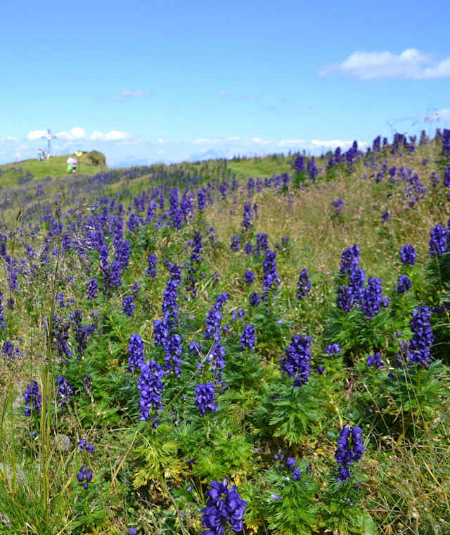 Blauer Eisenhut in Hülle und Fülle am Frauenkogel - Achtung: ganze Pflanze sehr giftig.