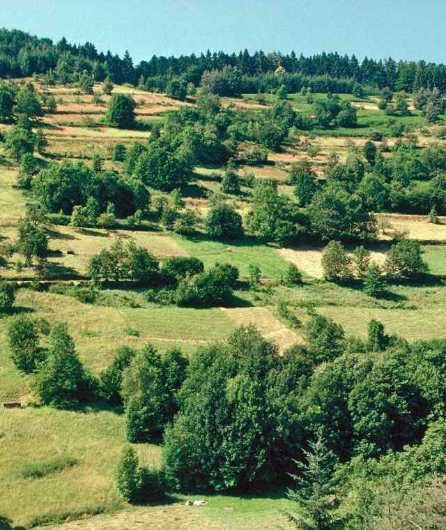 Kauersbachtal