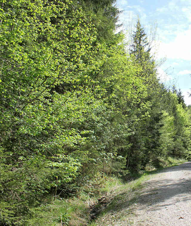 Weg zum Zinnkopf