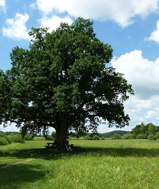 Mozarteiche am Klostersee Rundweg