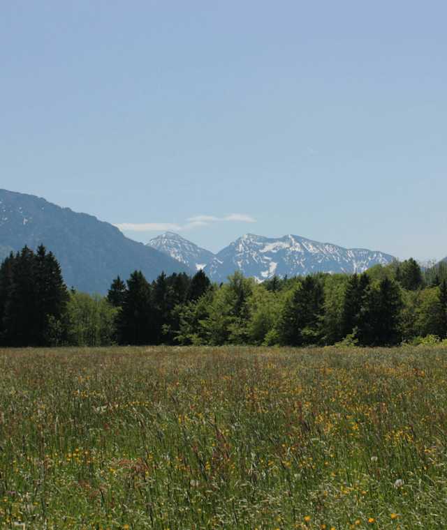 Sommerlandschaft in Siegsdorf