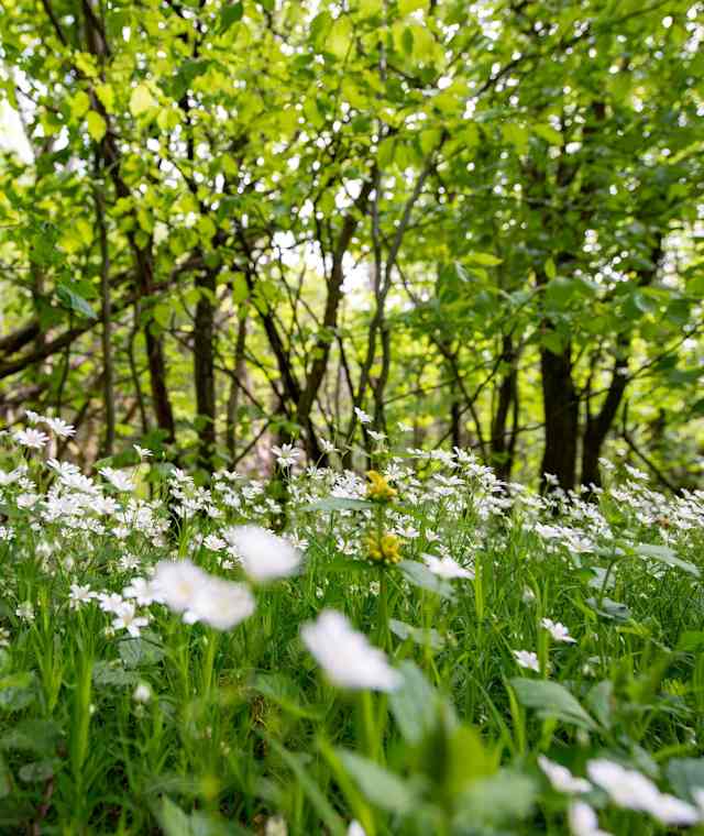 Wald am Öchsenberg